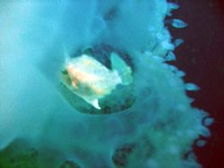 Little filefish seeking protection inside of a jellyfish by Gordana Zdjelar 